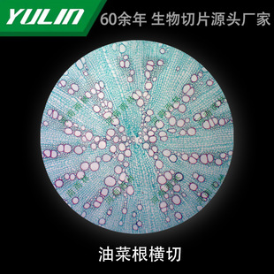 Rapeseed Root Cross-cut Microbial Specimen Microscope Biological Slice High School Teaching Experimental Instrument Scientific Research Slide