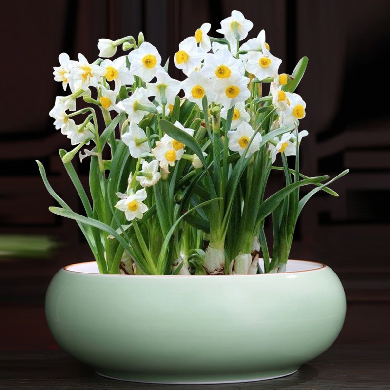 水仙花专用水培花盆陶瓷无孔特大号口径家用阳台办公室摆件带托盘