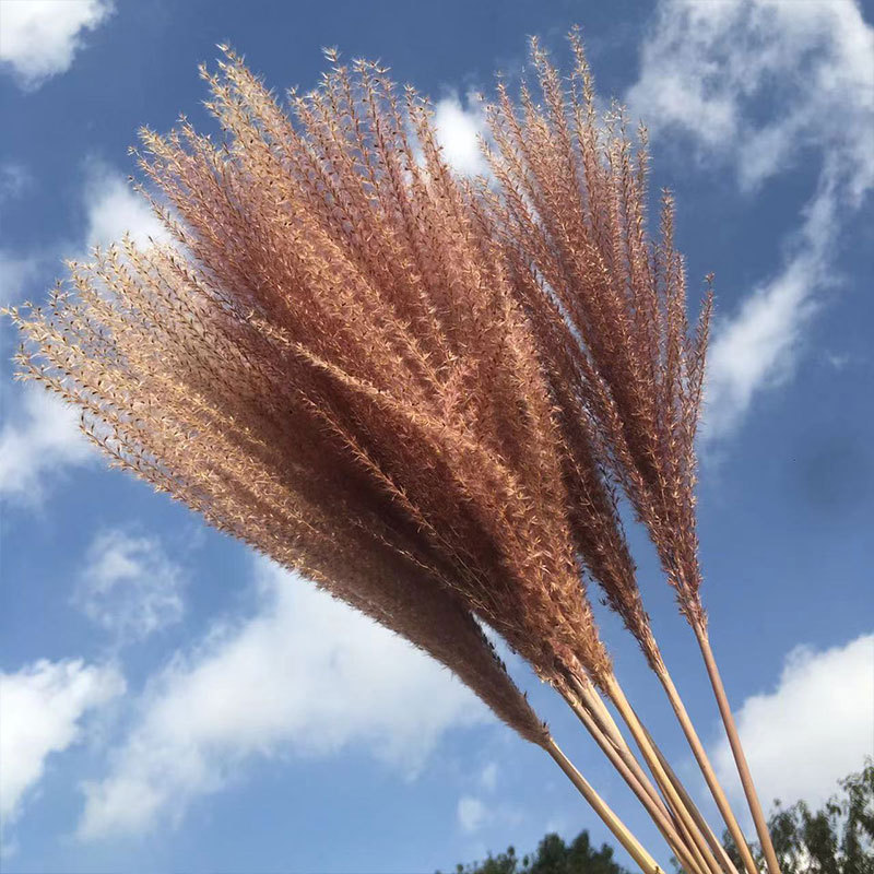 오리지널 컬러 강모 거품기(10개들이 1다발)