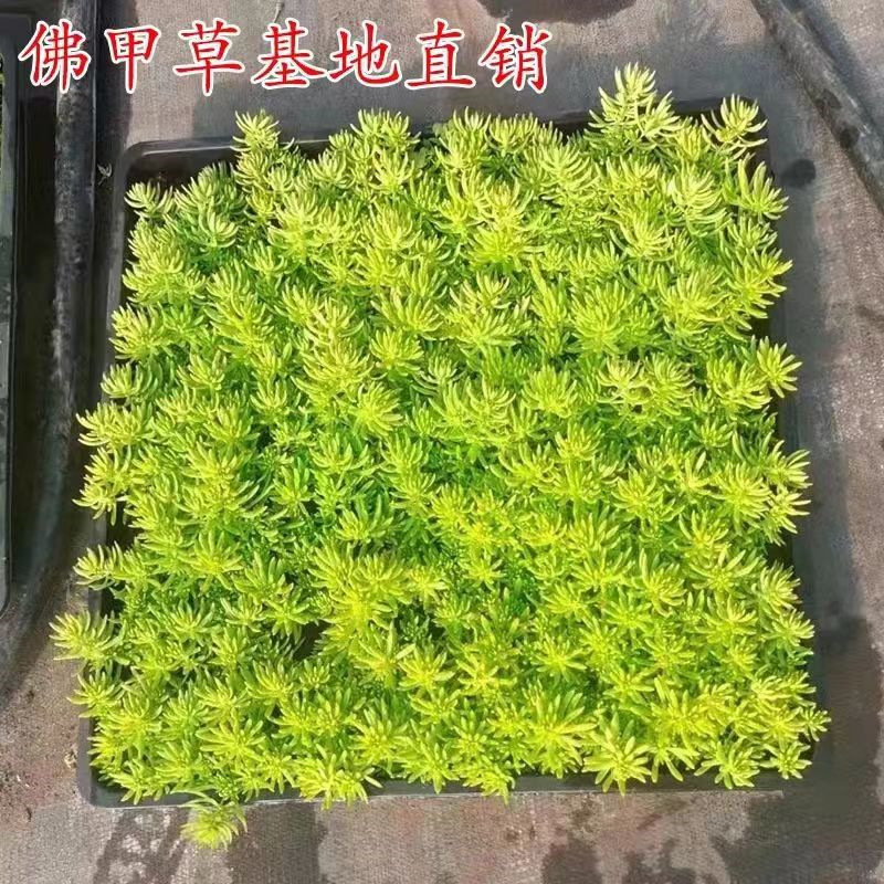 黄金佛甲草地被植物可四季观叶盆栽庭院假山绿化屋顶装饰造景景观