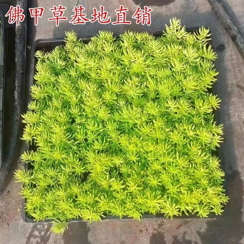 Золото фенугрель почвопокровные растения могут быть четыре сезона листва горшок двор Рокарий зеленая крыша украшения пейзаж