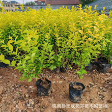 ���~Ůؑ�����S��С���lì�ٱ���ľ�������l�������ԾG���h����ľ