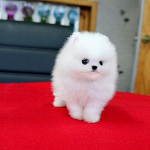 ���N������Ȯ���w�豭Ȯ�S����С��Ȯ��ɫ���ο��鲩�����ﹷ����