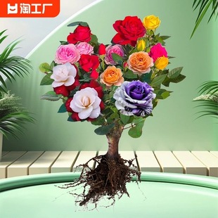 Grafted Rose Seedlings Bloom in All Seasons, Multi-Color Old Stump Large Flower Rose Flower Potted Cold-Resistant Plants Balcony Courtyard