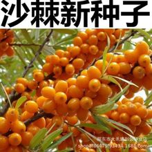 ɳ���N�Ӵ��ɳ����ͥԺ�̨����ֲ��G����ľ�o�¹�ľ��ˮ���N��