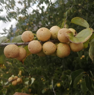 ��Ƥ�P�������ӎ�Ƥ����ـ���������ې�ħ��ʹ�����ԭ��ɢ��