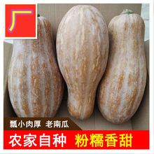 【坏包赔】老南瓜新鲜农家蔬菜甜糯黄皮现摘老品宝宝辅食非小贝贝