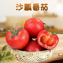 攀枝花沙瓤西紅柿水果番茄代發現摘自然熟生吃蔬菜非普羅旺斯批發