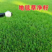 进口地毯草球场专用草皮矮生四季常青草坪种子免修剪狗牙根草籽种