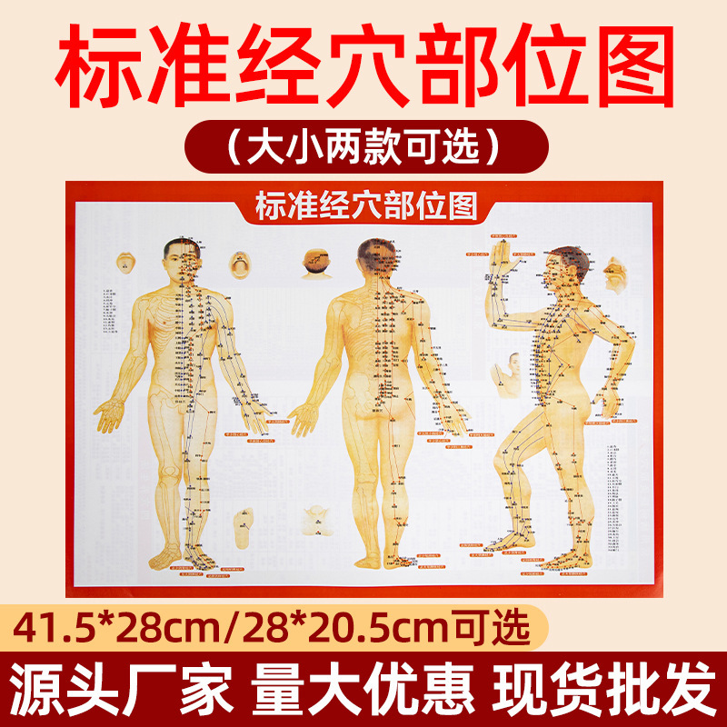 Human Body Moxibustion Acupoint Chart Standard Meridian Chart Moxibustion Scraping Massage Cupping High-definition Color Printing Meridian Acupoint Area Chart