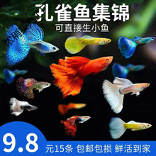 ��ȸ�~���N�^�p�~С�͵�ˮ���B�Ꭷ�~���w���~С�~�~���Pβ�~