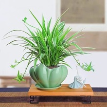 金边吊兰盆栽金心青叶四季种植办公室净化空气吸甲醛植物花卉批发