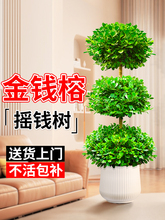 金钱榕树盆栽室内客厅摇钱树大型绿植办公室盆景招财树四季常青