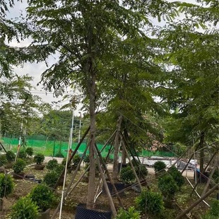 ����ľ̩���ѻ��q���Q���Ҽt����5-25CM