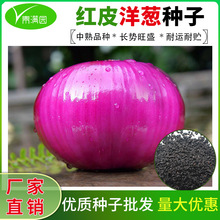 红皮洋葱种子种籽紫皮洋葱大圆葱种籽秋季农家菜园阳台盆栽蔬菜