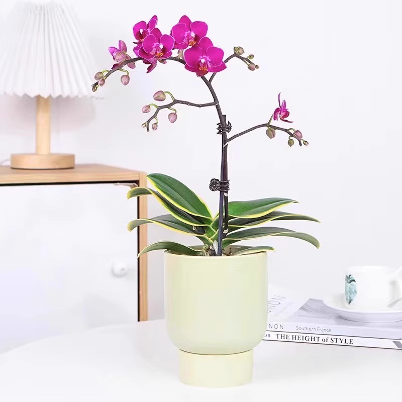 orquídea mariposa con brotes de flores planta en maceta sala de estar orquídea planta de interior flores en todas las estaciones buena para alimentar dendrobium orquídea planta verde image 36