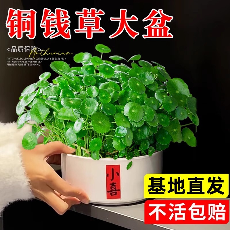 Big-leaf Copper money grass hydroponic plant office good desktop green plant money grass balcony living room water potted plant