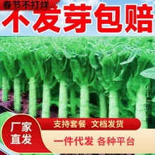 һ�����l�n�S�N���ͺ��C�S��Ƥ�tƤ�n�S�N�����������n�ķN����S