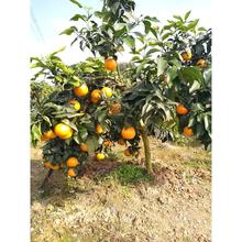 ����38̖�t����28̖���������Ը��٘���������Ĵ�������ľ����