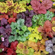 矾根盆栽花卉植物室内花苗四季常青观叶耐寒绿植佛甲草欧石竹花苗