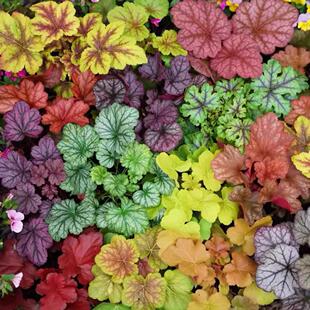 �\�����Ի���ֲ���҃Ȼ����ļ������^�~�ͺ��Gֲ��ײݚWʯ����