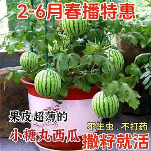 Y����Ƥ���ϷN������С���ϷN���ļ�ͥԺ�̨������ˮ���N����