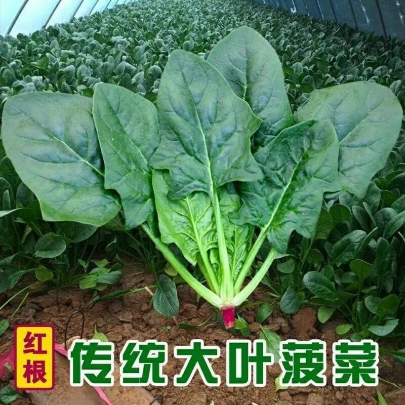 Large-Leaf Spinach Seeds, Four-Season Vegetable Seeds, Summer Vegetable Seeds, Spring Seeds, Spinach Seeds, Large-Leaf Spinach Seeds