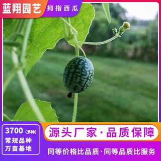 源头工厂迷你小西瓜种子阳台盆栽四季播水果种子南方好吃