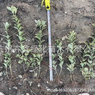 ���ش������l��߅�S��ɫ�K�����@�ֹ���С�^�G����·�c�Y����