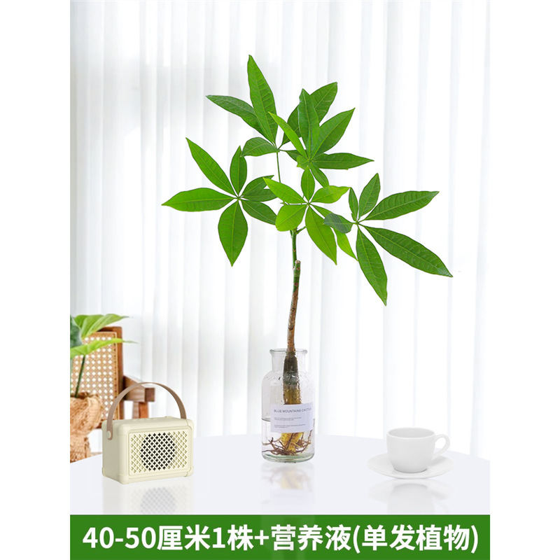 40-50cm 머니트리 [단일식물 1개] 영양액 1팩 포함