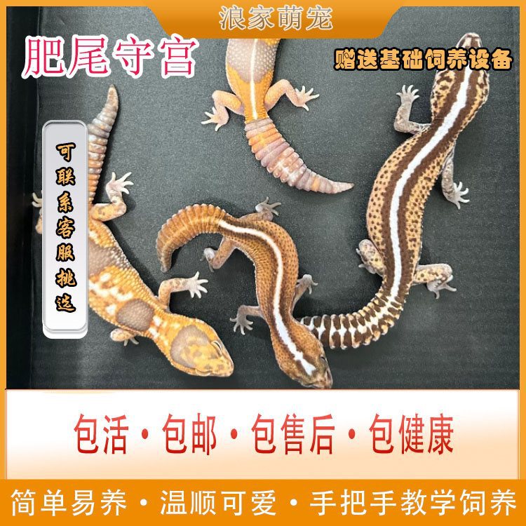 Fat-Tailed Gecko, Small Lizard, Lizard Pet, Lazy Reptile Pet, Gecko, Little Fire-Breathing Dragon, Cute Reptile Pet, Straight Orange and White