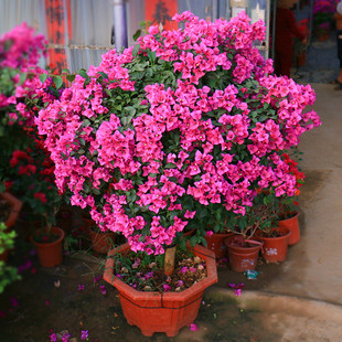 ��������÷�����ذ��Ϙ������̨ͥԺ����ֲ���҃��r�����_��ֲ��