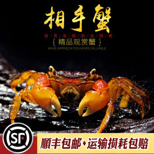 �t������з�^�pˮꑸ�����Ӽt��������з������w�k����С�з