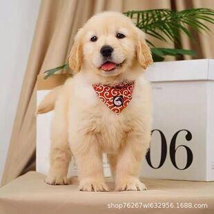 ���l��ë��Ȯ���w��������Ȯ���N��ë����Ȯ����Ȯ�������̻��ﹷ