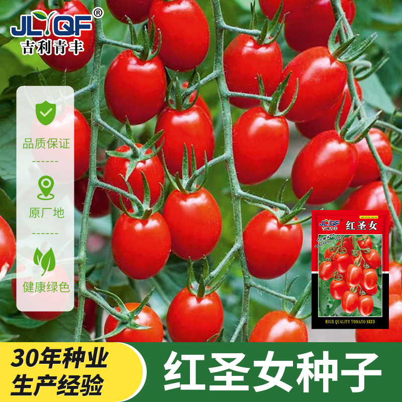 红圣女果种子樱桃小番茄高产蔬菜西红柿种籽子盆栽黄圣女果蔬菜籽