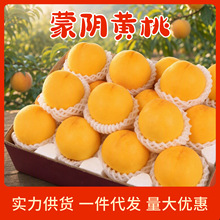 黄桃 山东蒙阴新鲜桃子 水果时令黄金蜜桃当季整箱现摘黄肉蜜桃