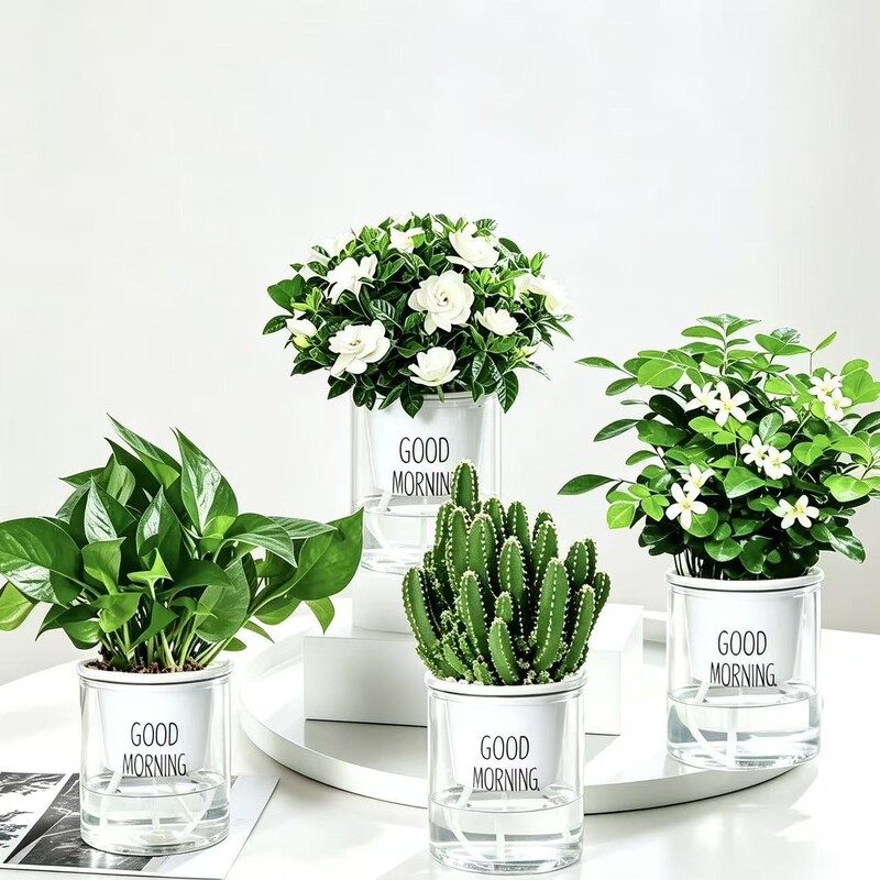 Gardenia Potted Plants, Indoor Green Plants, Balcony Hydroponic Jasmine, Easy to Care for All Year Round, Osmanthus Gardenia Potted Plants, Indoor Green Plants, Balcony Hydroponic Jasmine, Easy to Care for All Year Round, Osmanthus