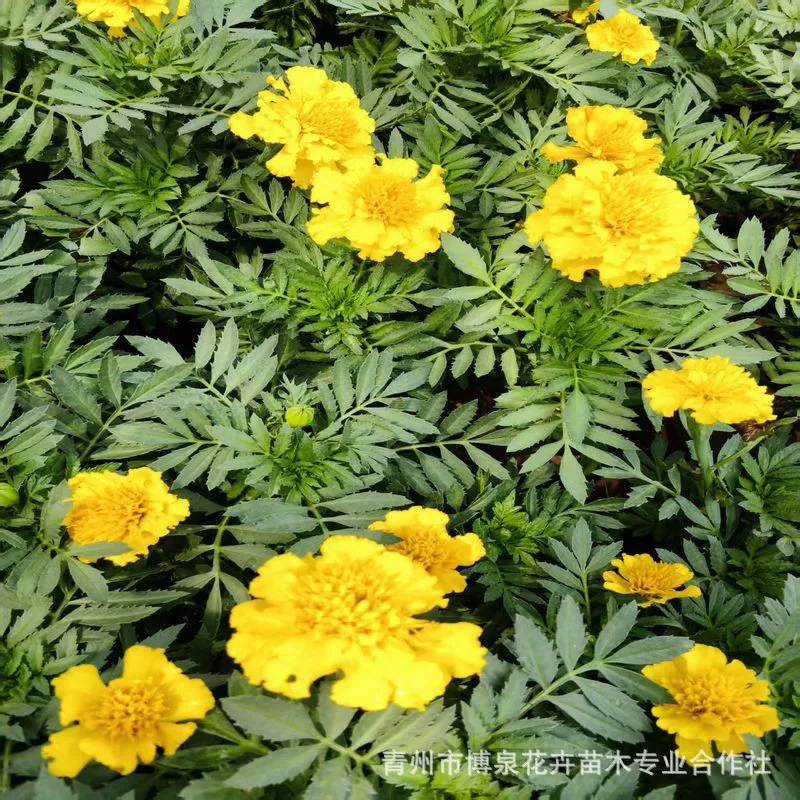 Прямые продажи крупноквашечного павлиньего сорняка от базы рассады, подходит для посадки в любое время года, рассада для балконных посадок, базовая поставка, доставка с завода.