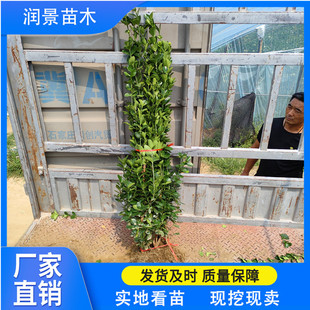 ������ľ Ǥ�山�����S��С��10- 20���ָ߱������S���������
