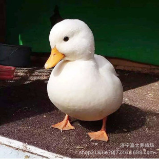 � ������� ��� ���_�����w���� �^�p� ��������Xһ��