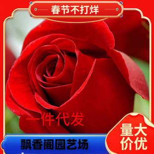 һ�����l��tɫõ�廨�������Ϙ����_���̨ͥԺ�ش󻨝����ļ��_
