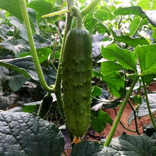 ˮ���S�ϷN�Ӻ��S�ϷN�Ѹ߮a�̨�ˈ@���Դ����ļ��׷N�����߲���