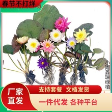 һ�����l�����ͺ��M��˯ɏ���玧���l؛�~��ˮ���쾰ˮ��ֲ��