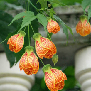 ��ɣ���y��⏻�����ľ�����\�L⏰��⏻��絹����R����ֲ��