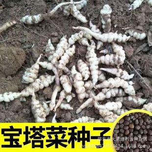 �����˷N�ӵ���ţ�N���¶�Ӹ���حh��h�˵؅��߲˷N��