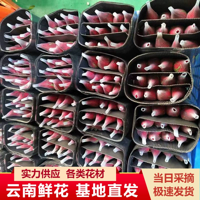 Юньнань Куньмин роза цветок оптом база Corolla красная роза свежесрезанные цветы прямые волосы свадебный фестиваль цветы
