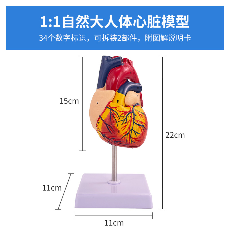 El modelo natural de la anatomía del corazón grande del cuerpo humano tiene modelo de enseñanza médico del corazón del ultrasonido de 34 logotipos