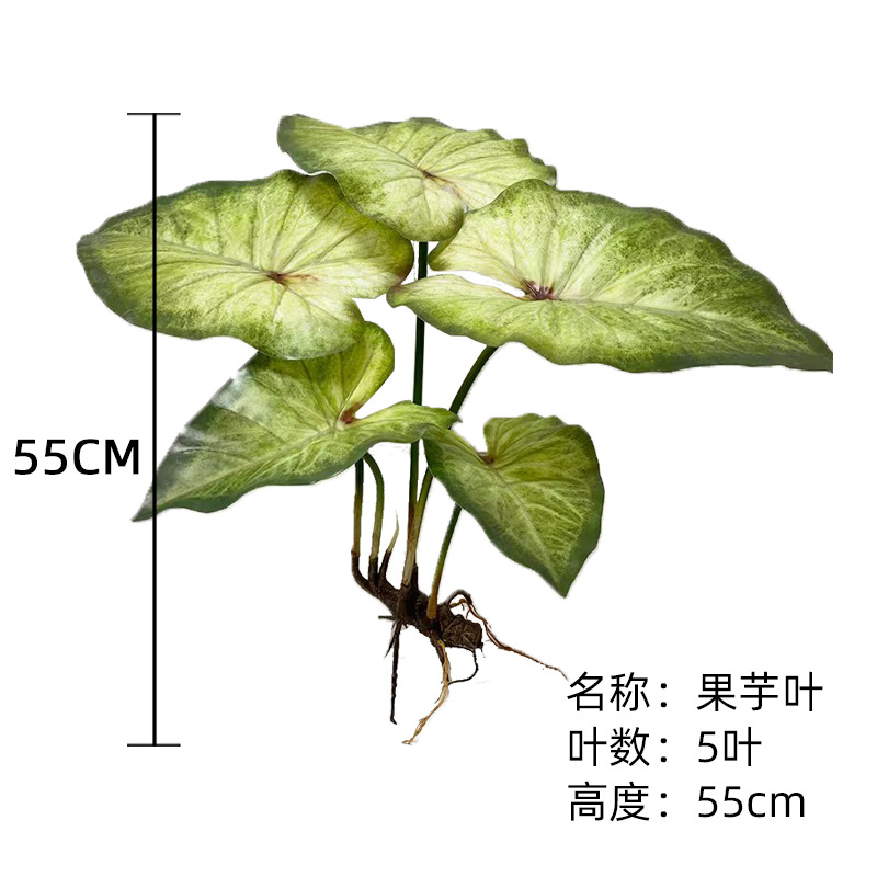 (Nuevo) Taro hoja 55cm