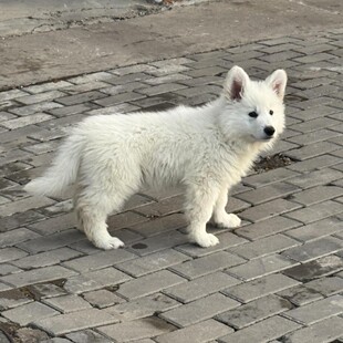 ���N��ʿ����Ȯ��Ȯ���w��ɫ�����Lë��ë�o�lȮ����Ȯ���ﹷ��