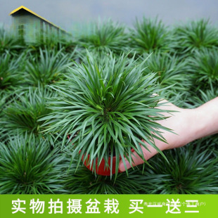 ����΢���辰���X������S������Gֲˮ���������С�����m��